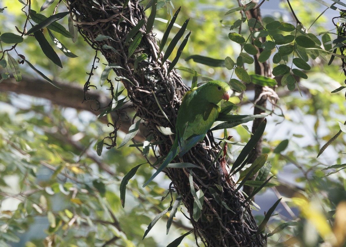 Plain Parakeet - ML638953641