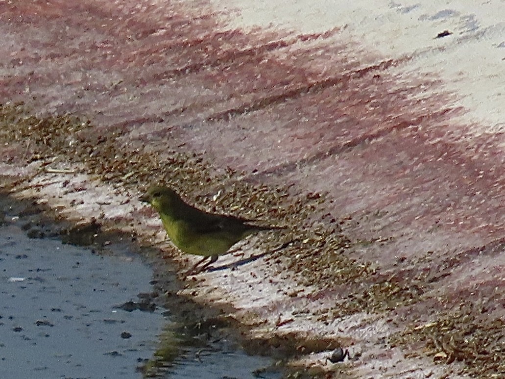 Lesser Goldfinch - ML638953646