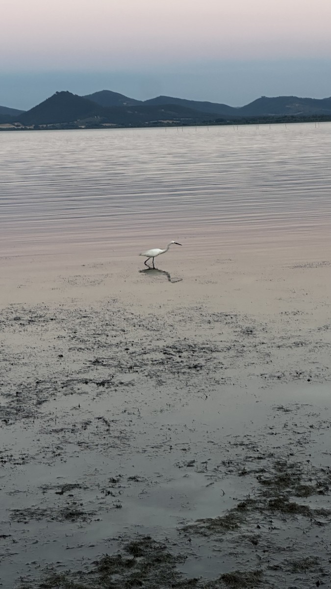 Little Egret - ML638953659