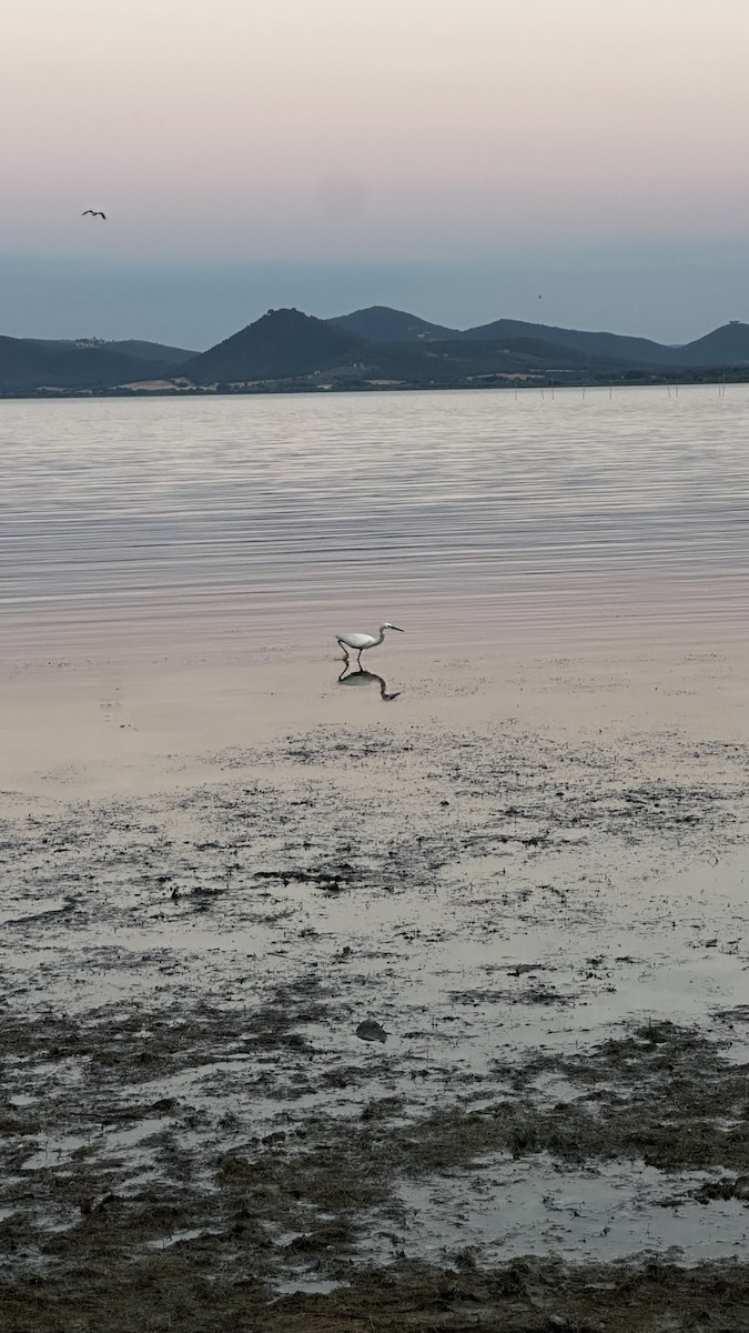 Little Egret - ML638953660