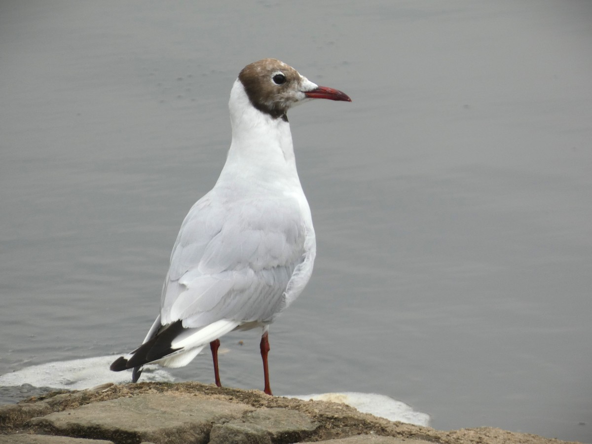Black-headed Gull - ML638953673