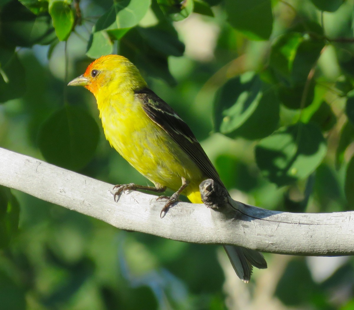Western Tanager - ML638953683