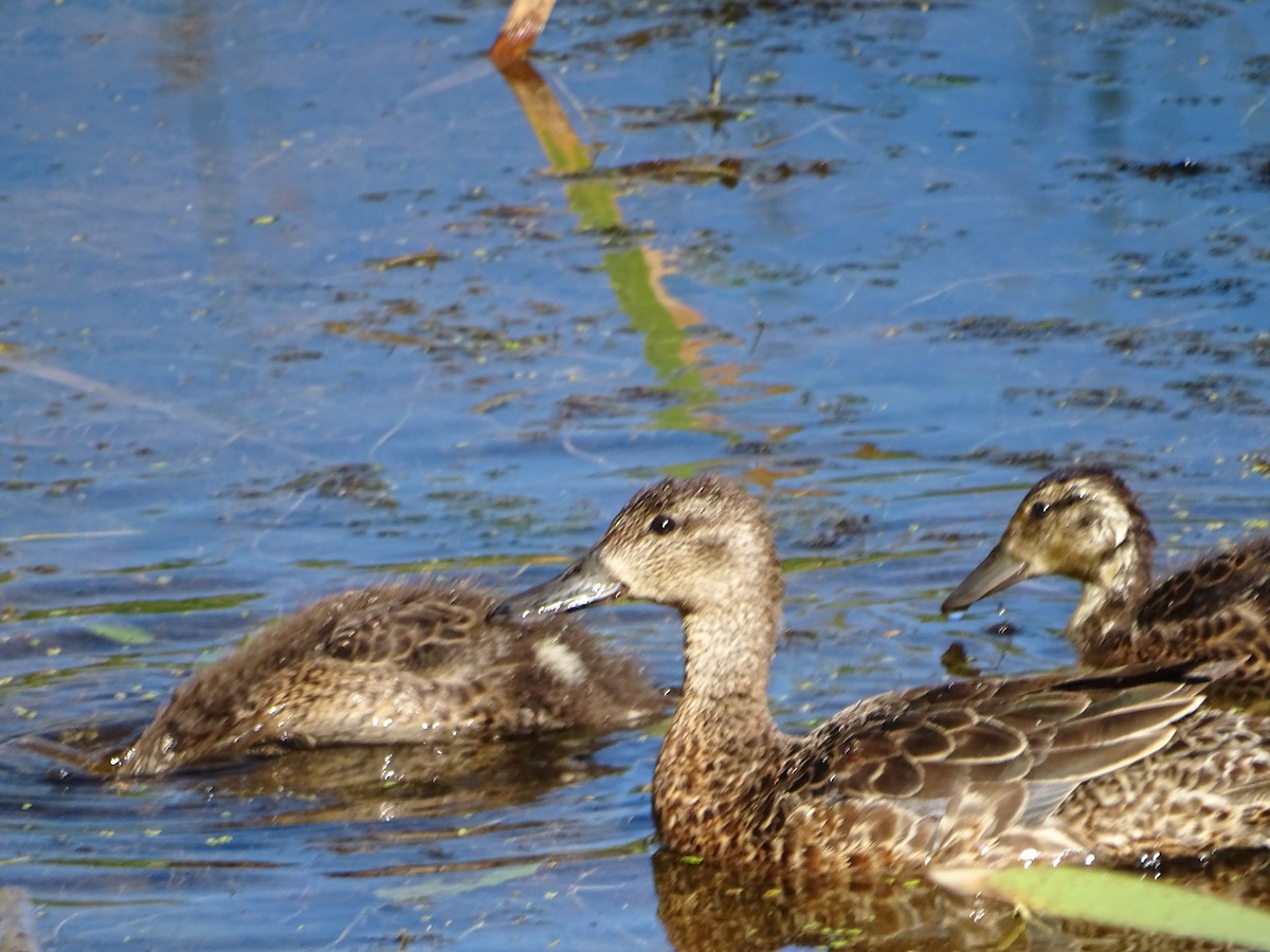 Mallard - ML638953691
