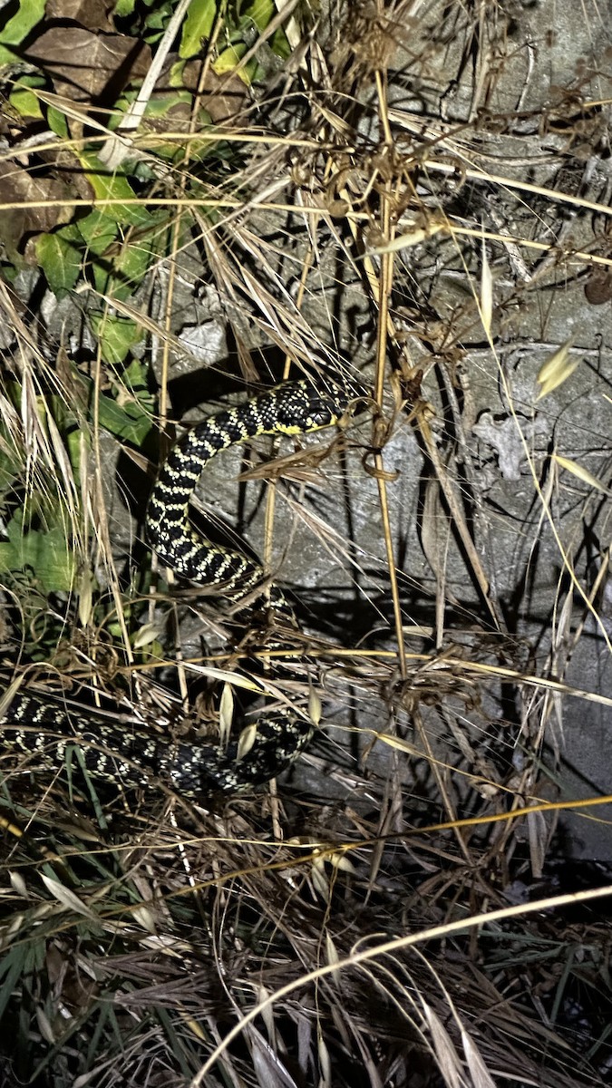 Green Whip Snake - ML638953693