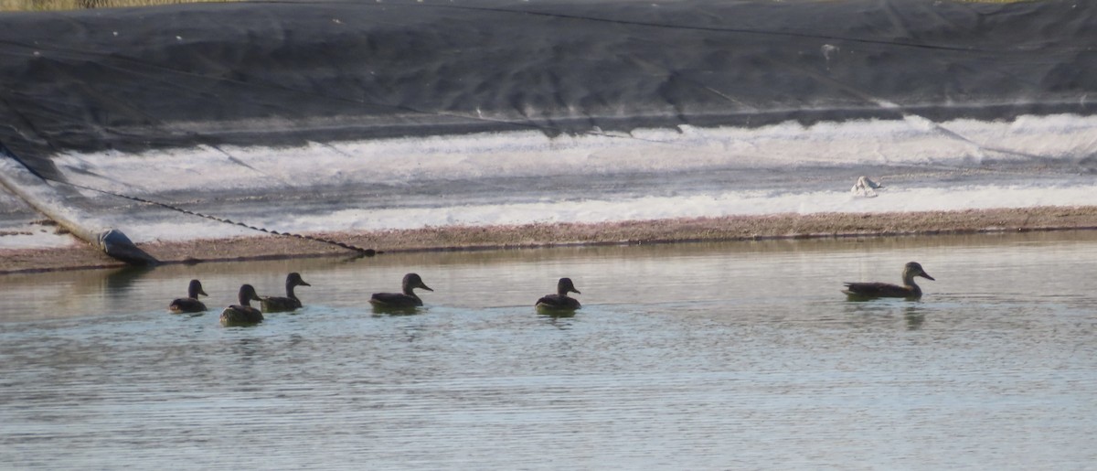 Mallard - ML638953705