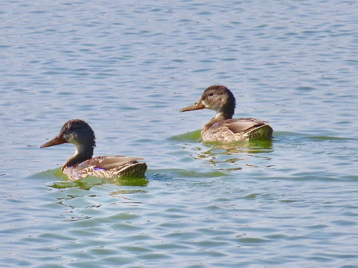 Mallard - ML638953710