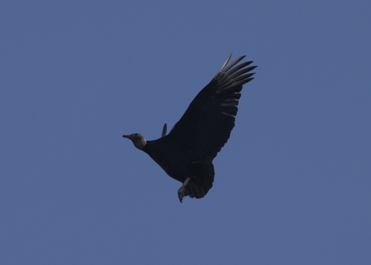 Black Vulture - ML638953719