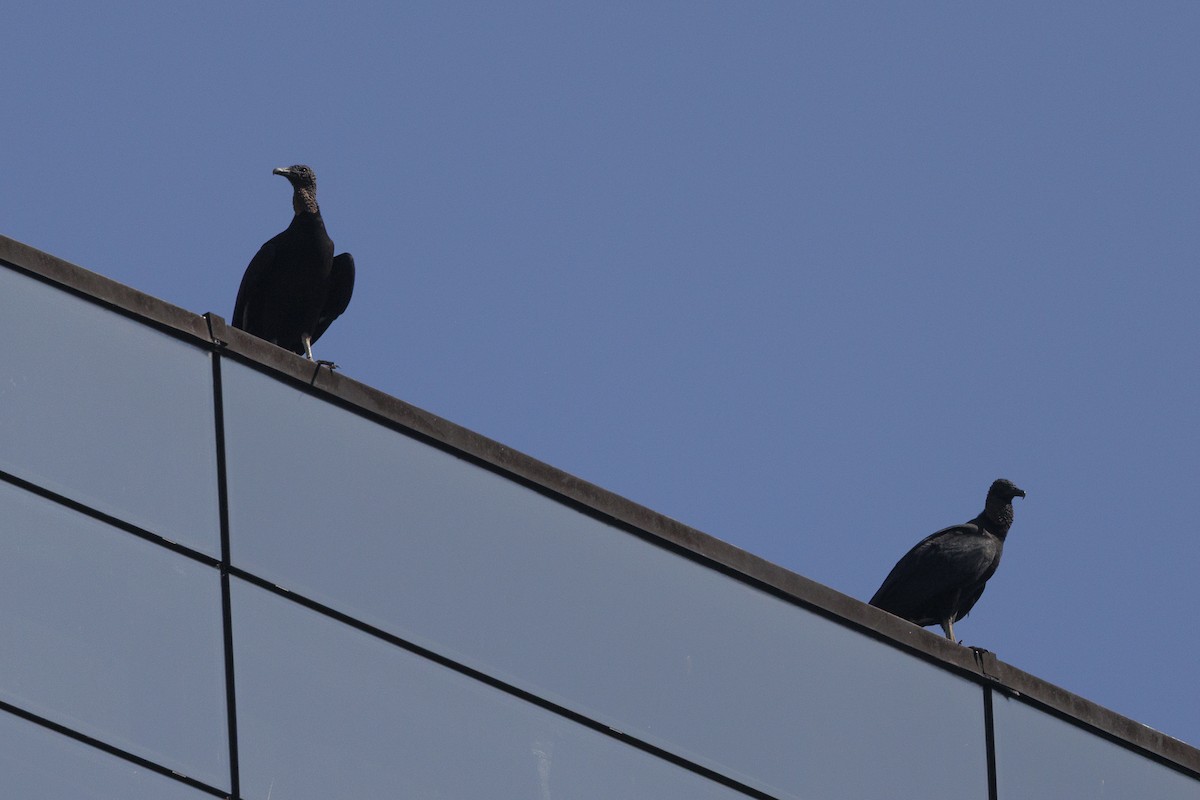 Black Vulture - ML638953727