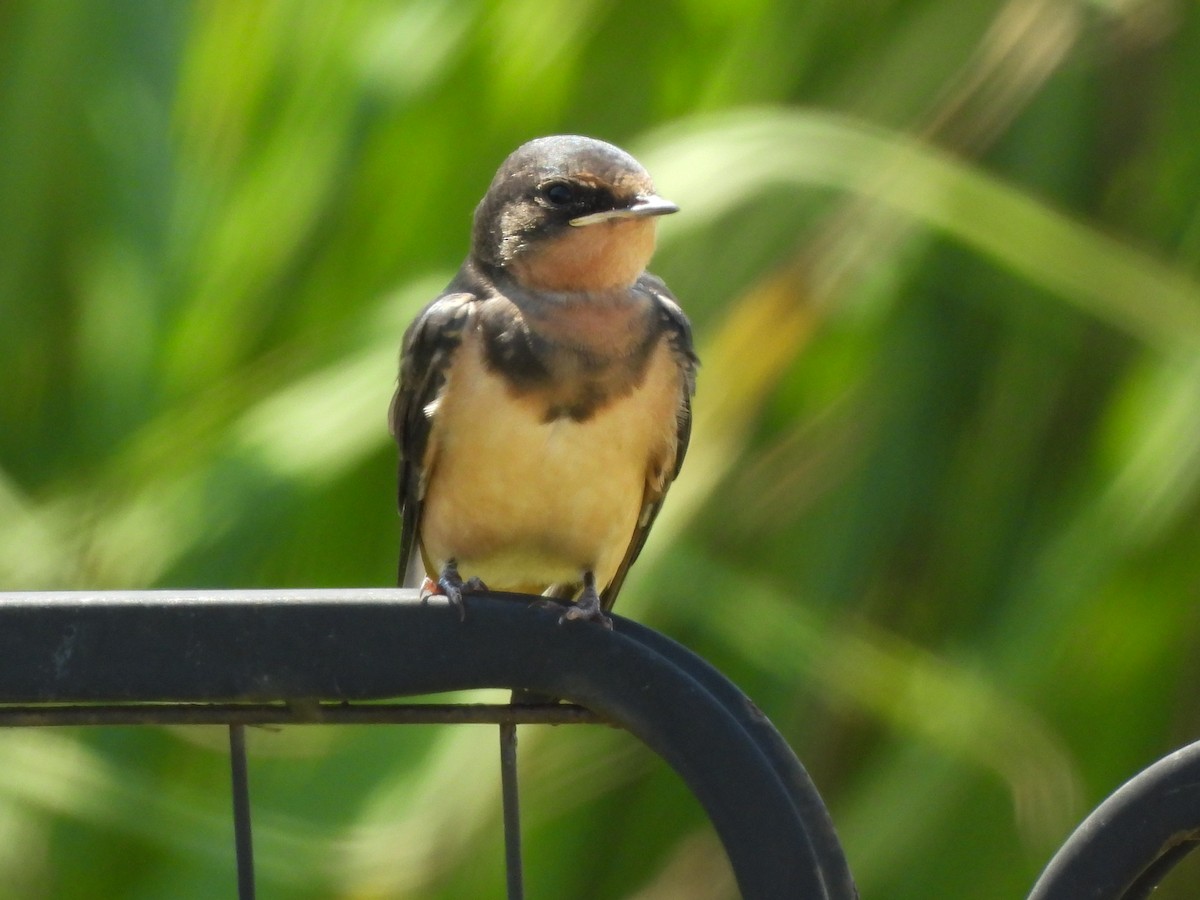 Golondrina Común - ML638953731
