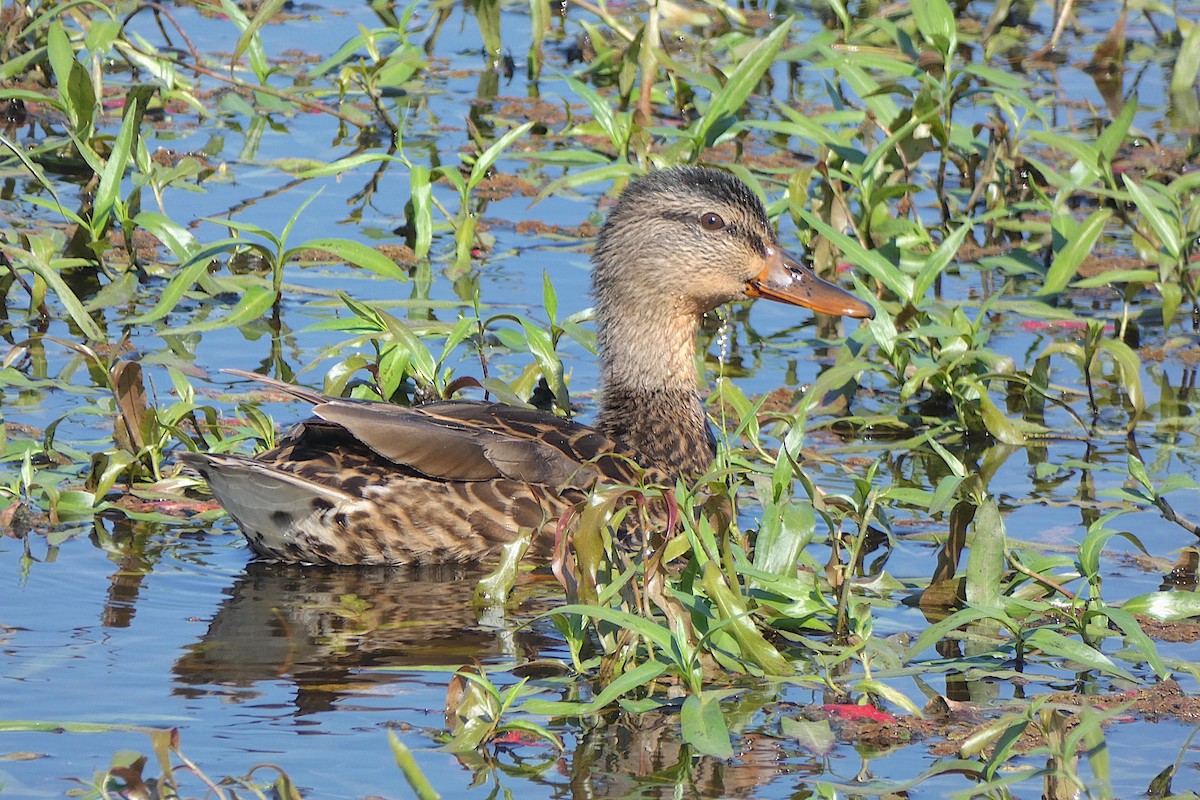 Mallard - ML638953737