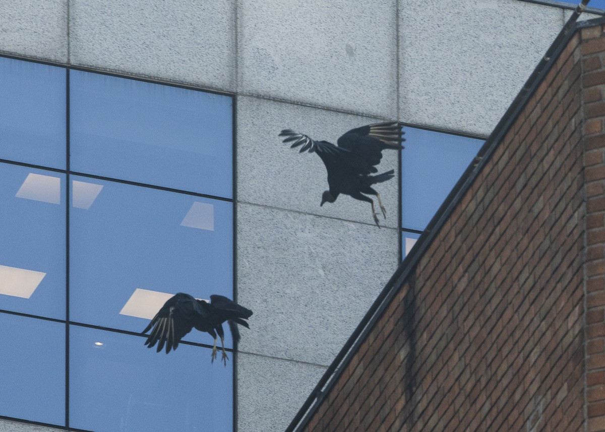 Black Vulture - ML638953750