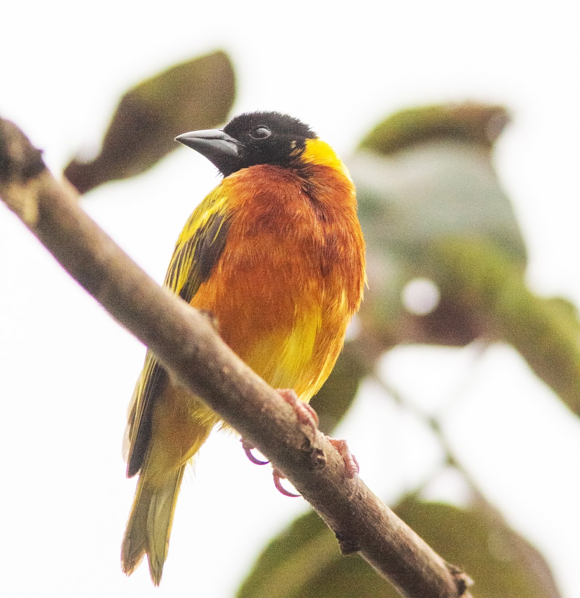 Black-headed Weaver - ML638953759