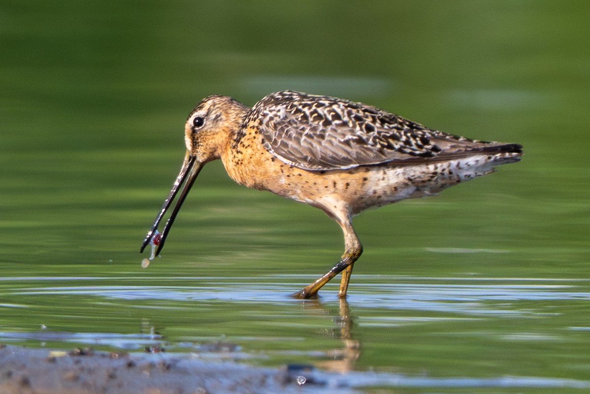 Short-billed Dowitcher - ML638953789