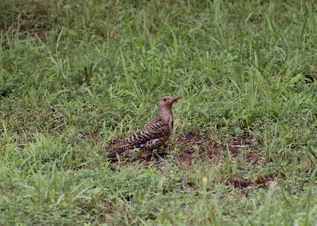 Carpintero Escapulario - ML638953812