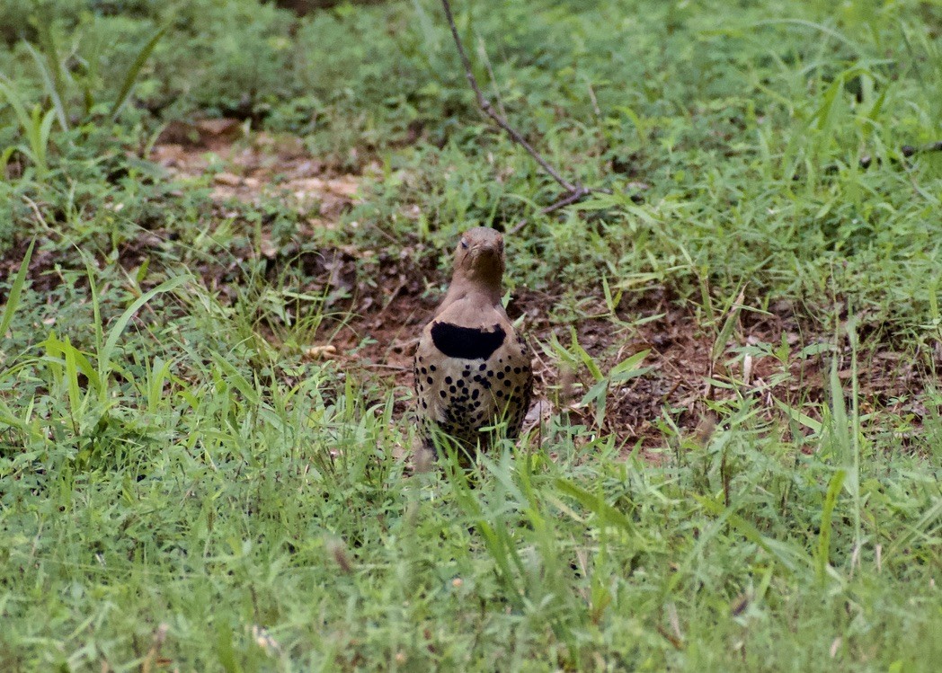 Carpintero Escapulario - ML638953813