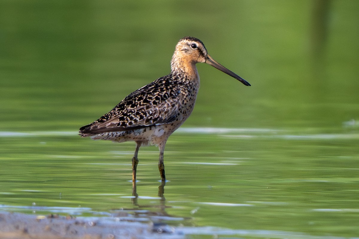 Short-billed Dowitcher - ML638953820