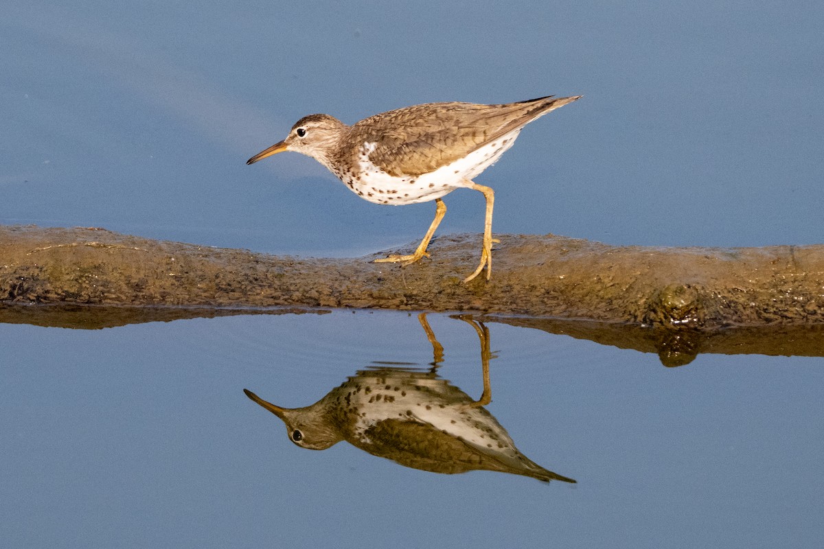 Spotted Sandpiper - ML638953830