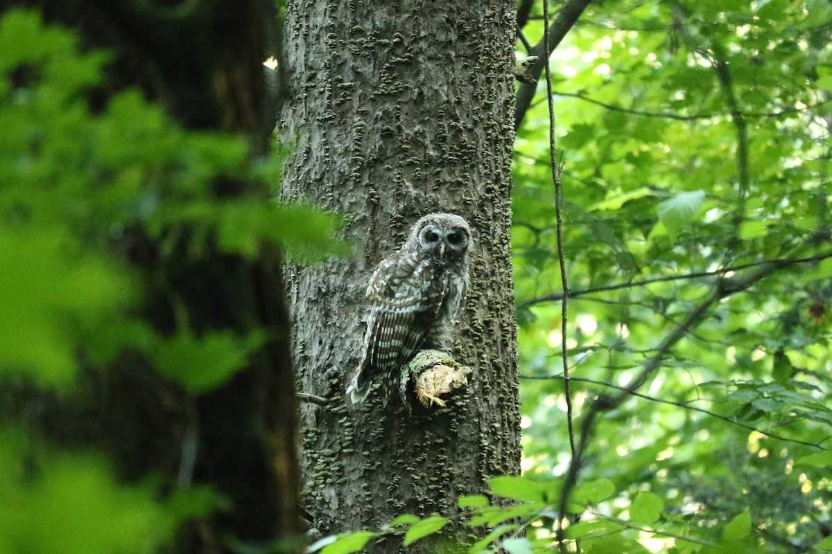 Barred Owl - ML638953831