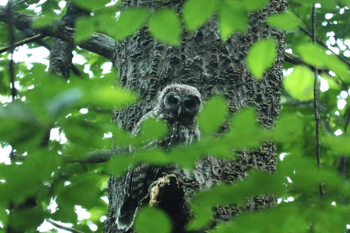 Barred Owl - ML638953832