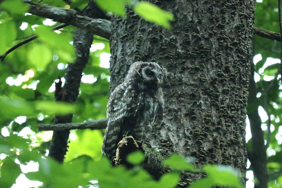 Barred Owl - ML638953833