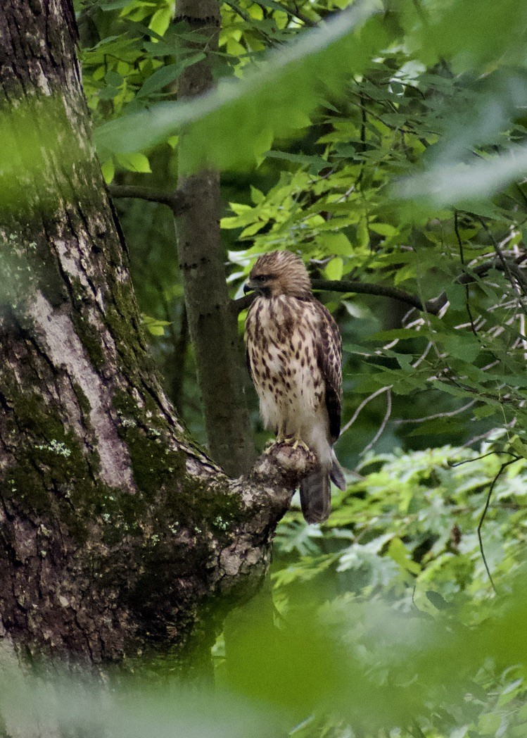 Red-shouldered Hawk - ML638953834