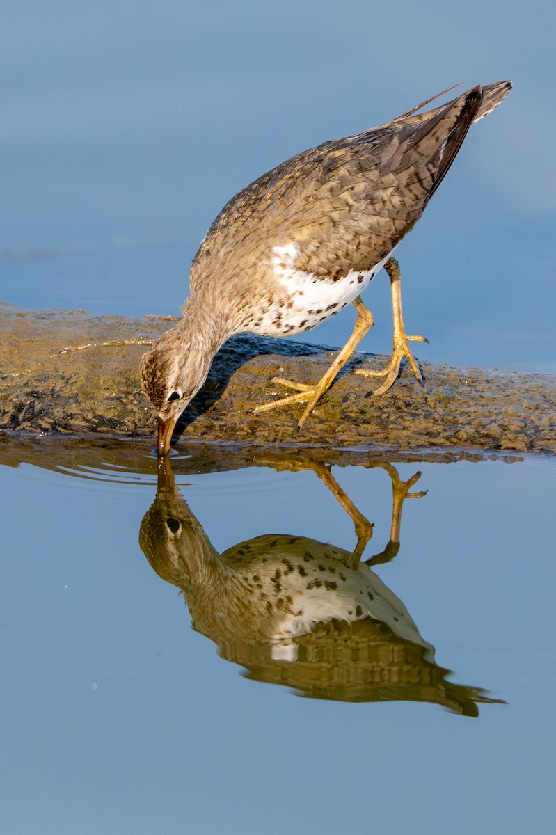 Spotted Sandpiper - ML638953836