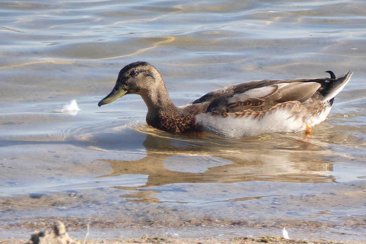 Mallard (Domestic type) - ML638953842