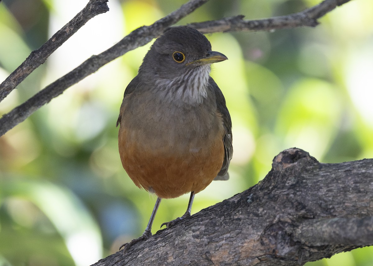 Rufous-bellied Thrush - ML638953844