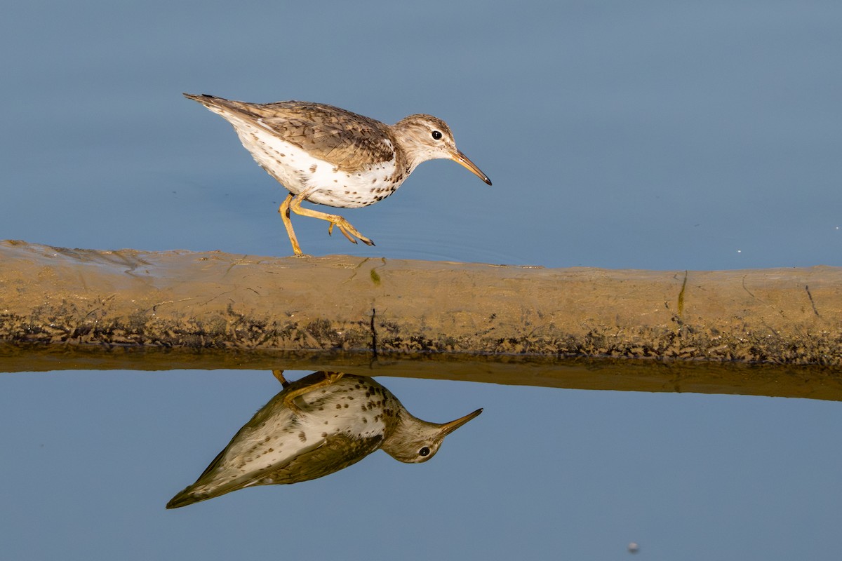Spotted Sandpiper - ML638953845