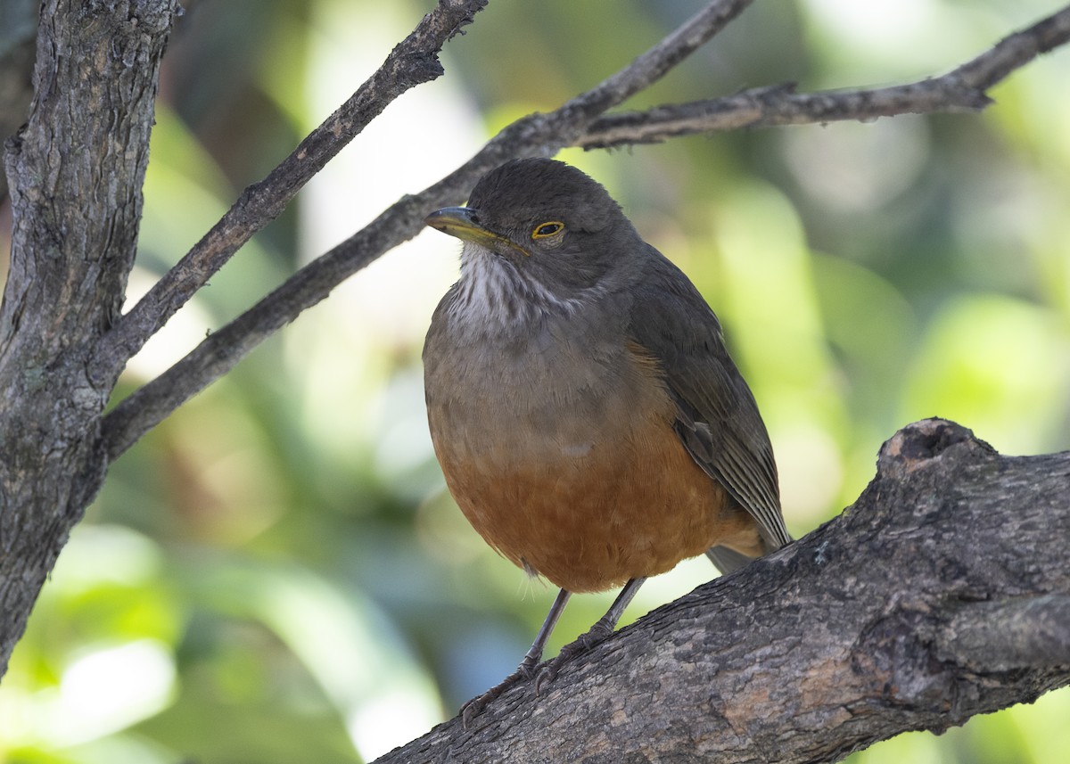 Rufous-bellied Thrush - ML638953849