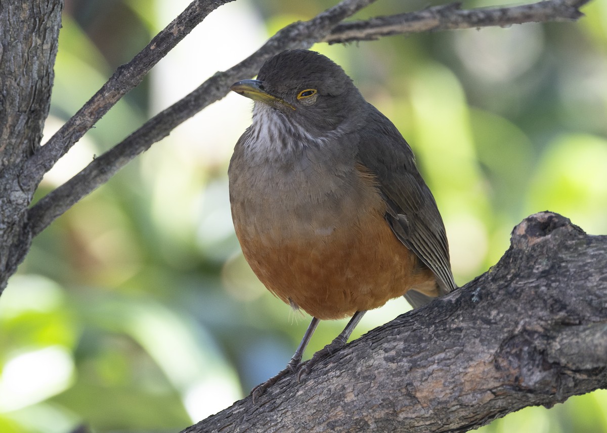 Rufous-bellied Thrush - ML638953855