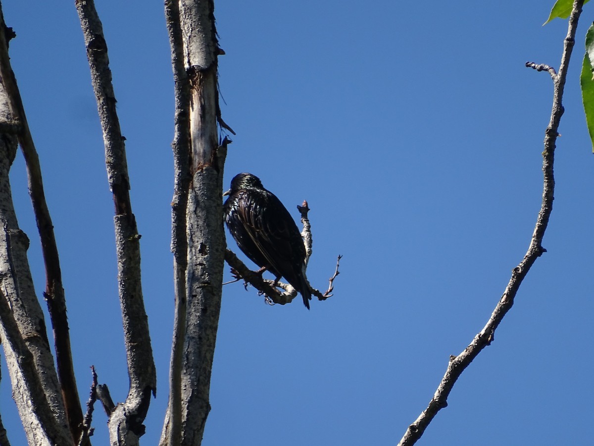 European Starling - ML638953856