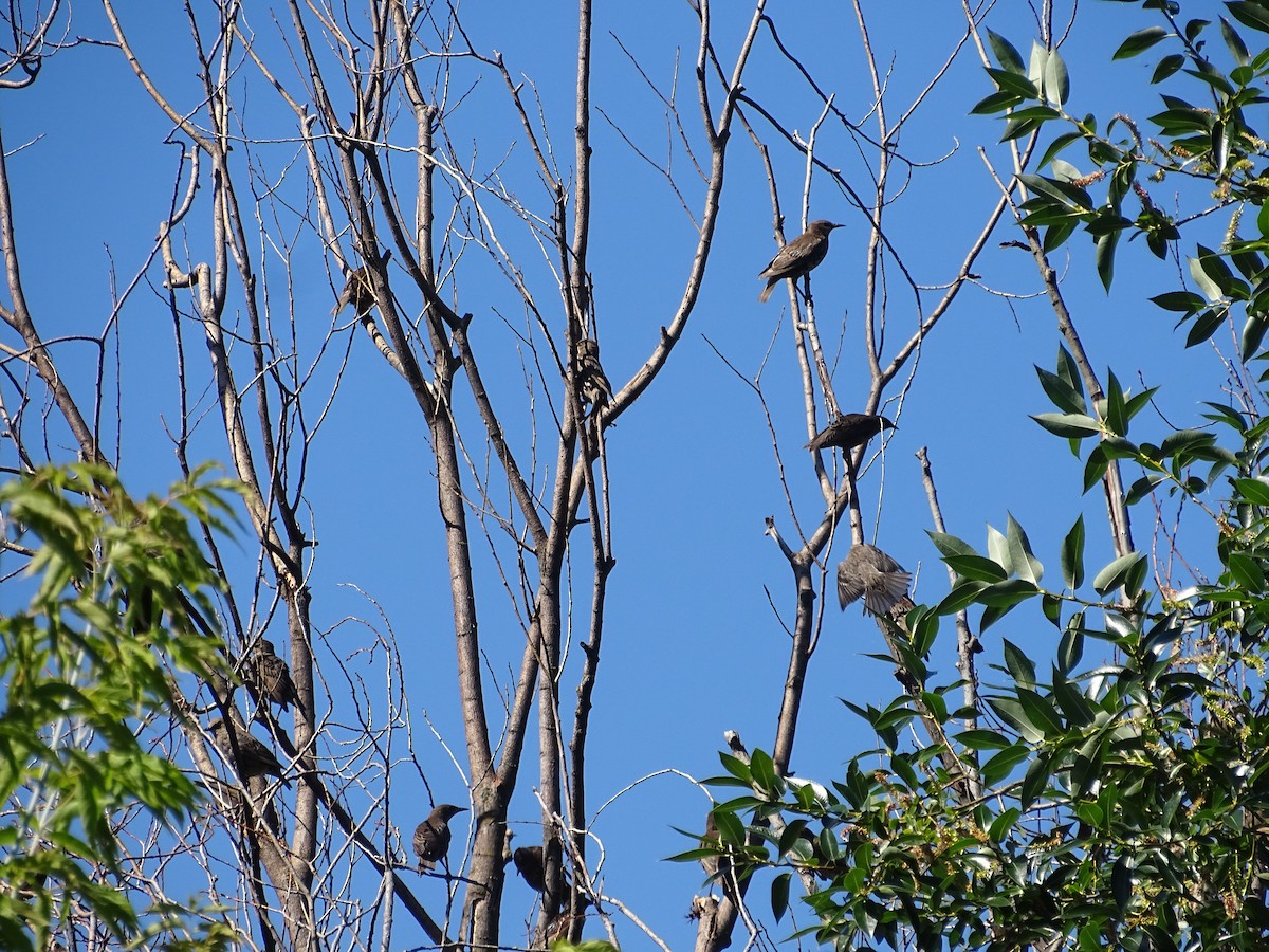 European Starling - ML638953857