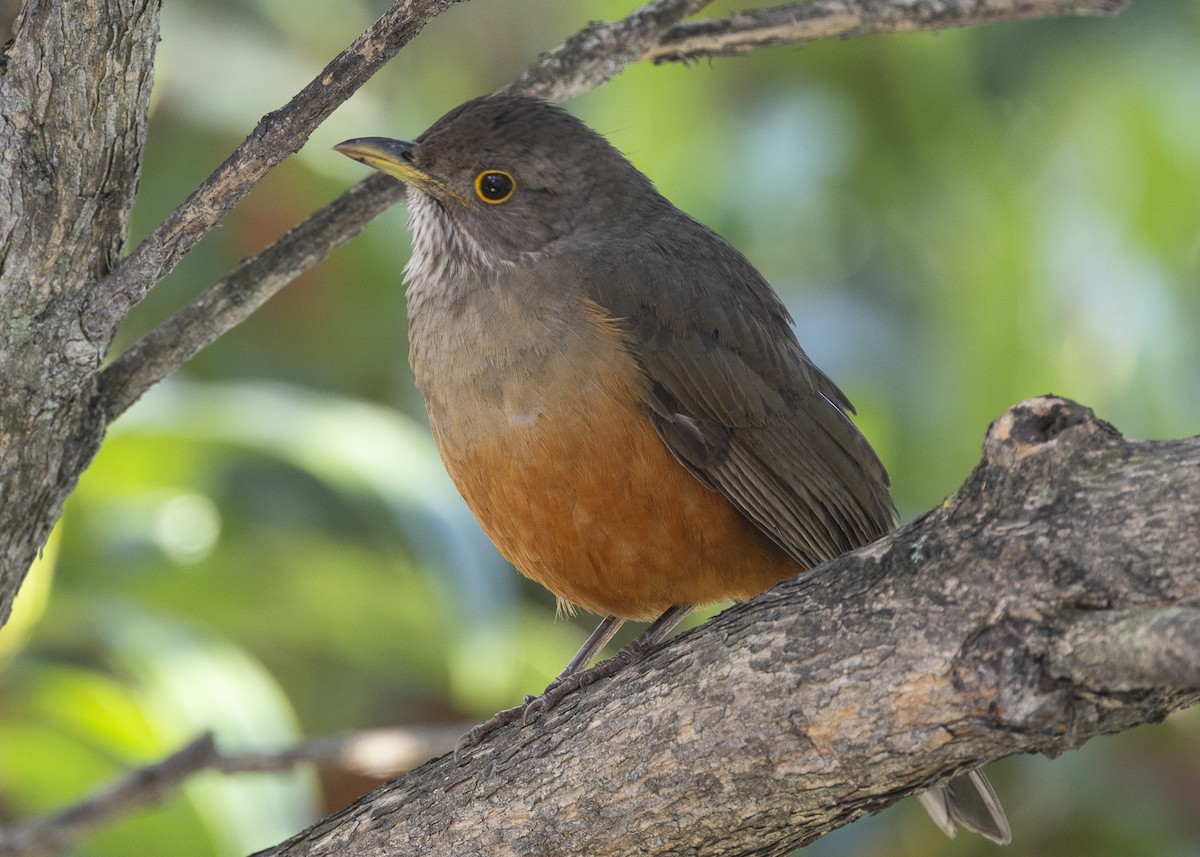 Rufous-bellied Thrush - ML638953868