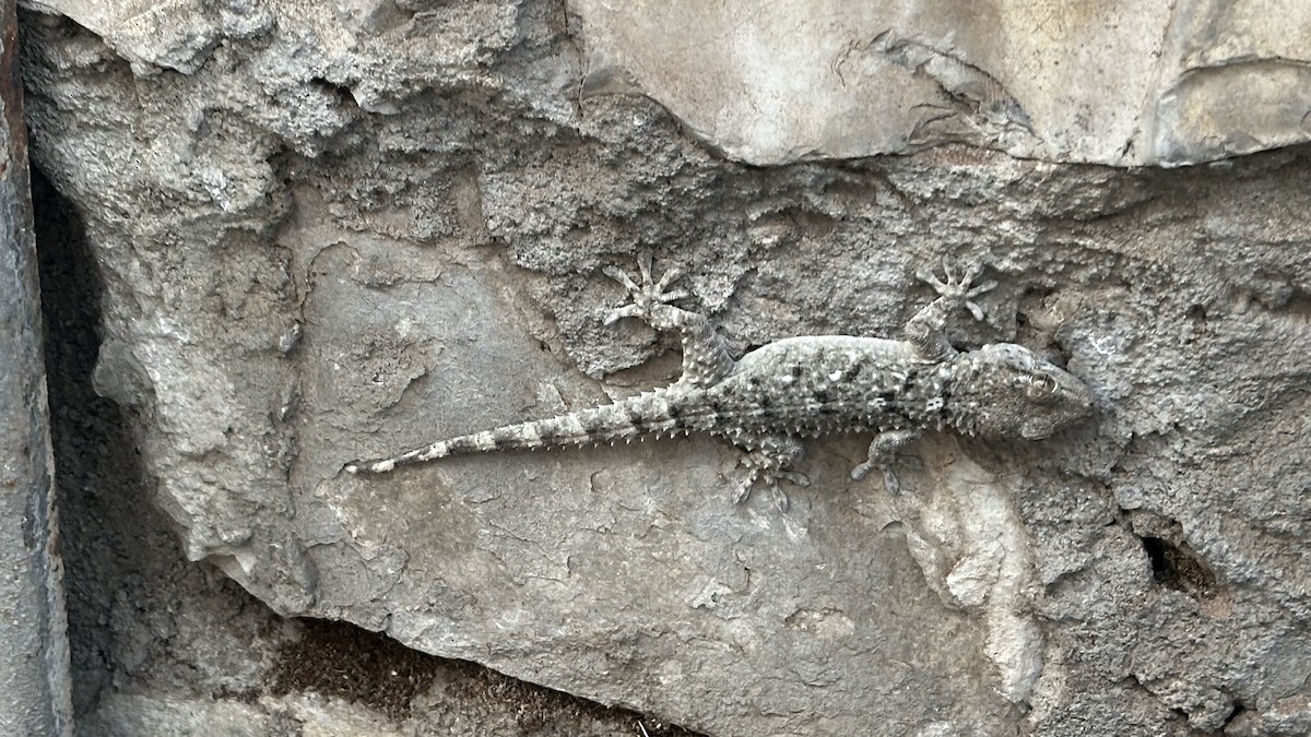 Moorish Gecko - ML638953869