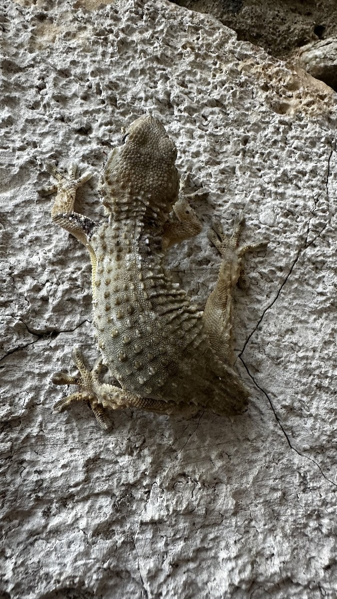Moorish Gecko - ML638953870
