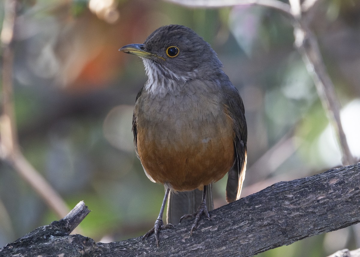 Rufous-bellied Thrush - ML638953875