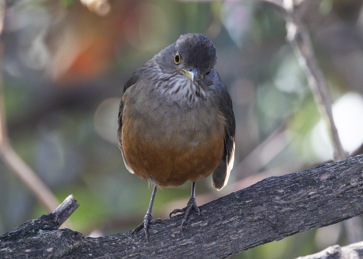 Rufous-bellied Thrush - ML638953882