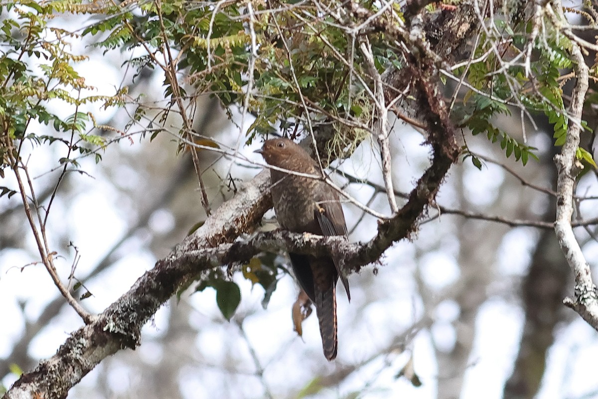 Fan-tailed Cuckoo - ML638953891