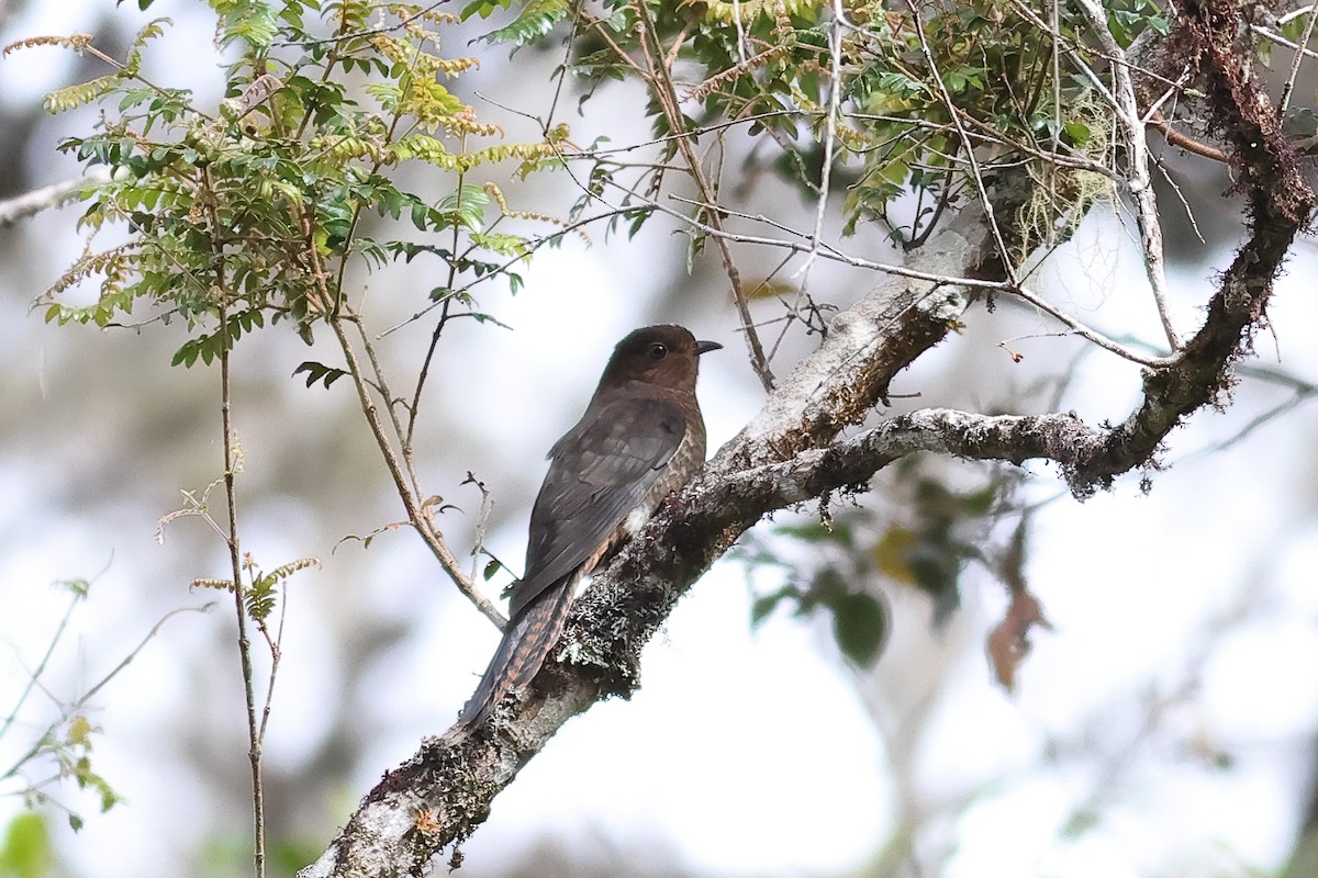 Fan-tailed Cuckoo - ML638953892