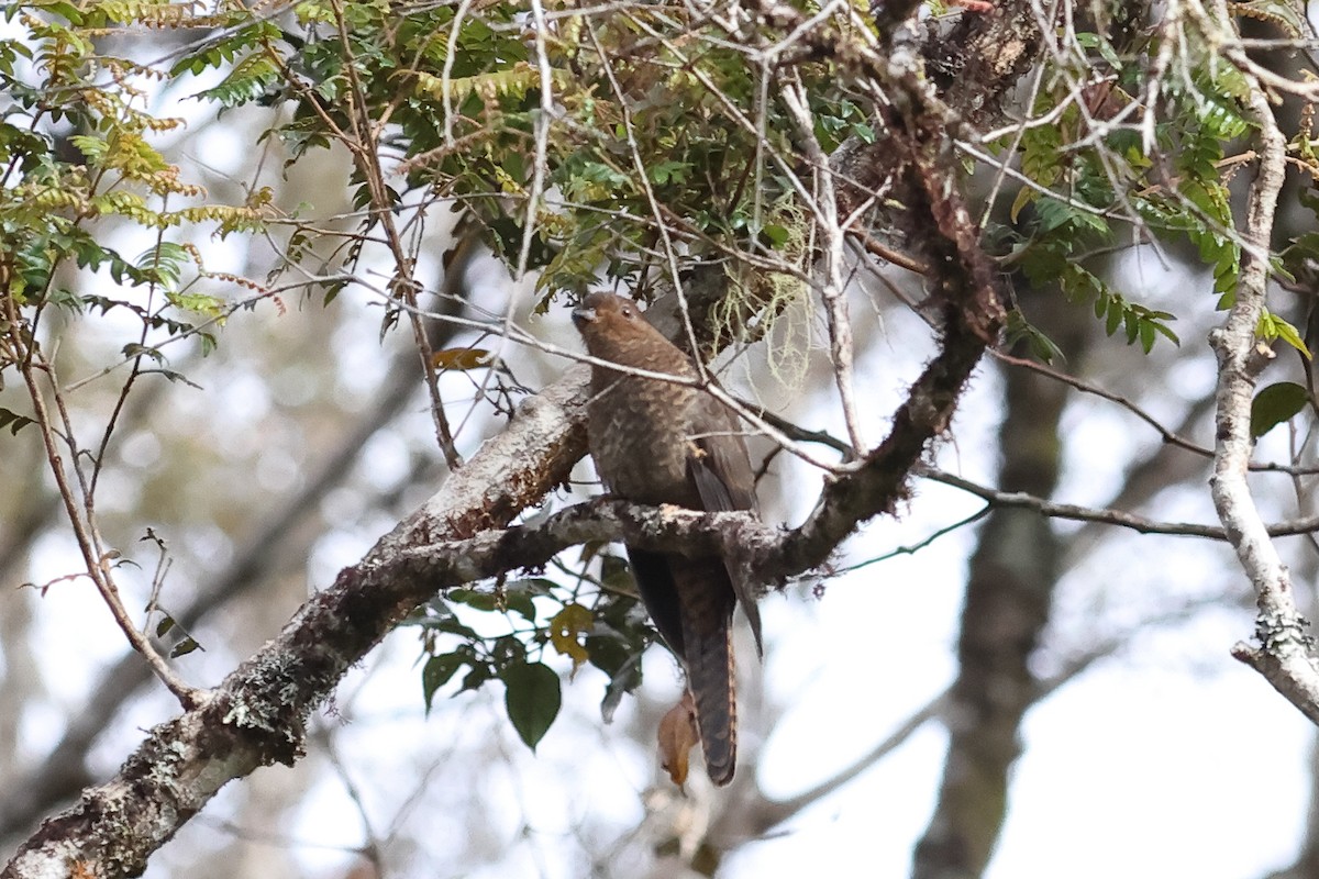 Fan-tailed Cuckoo - ML638953893