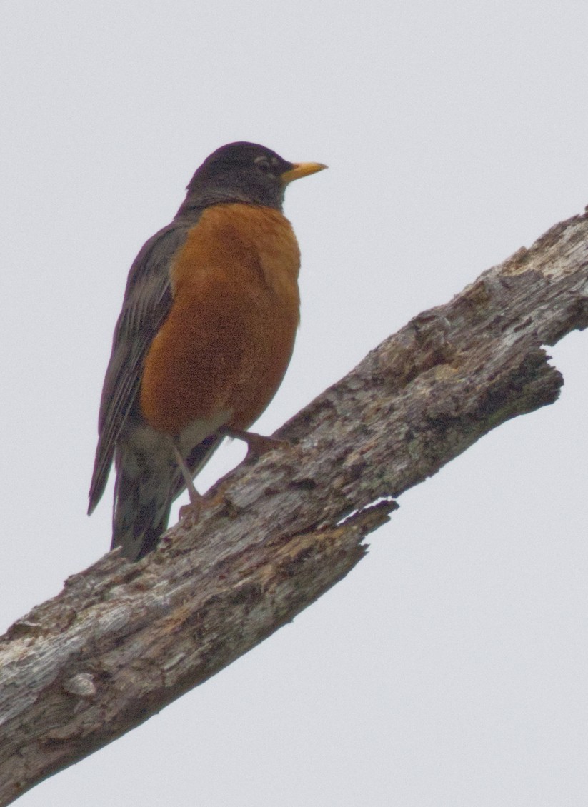 קיכלי נודד - ML638953906