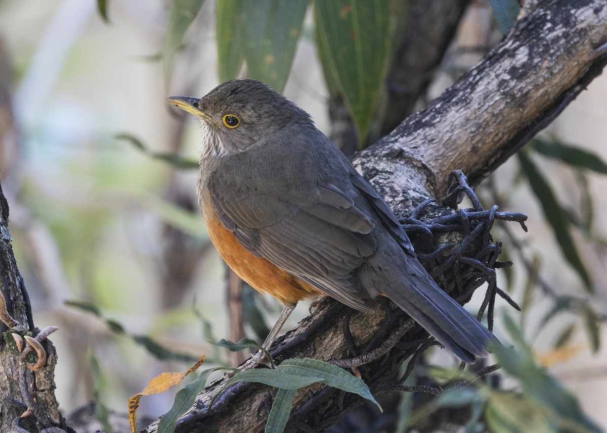 Rufous-bellied Thrush - ML638953907