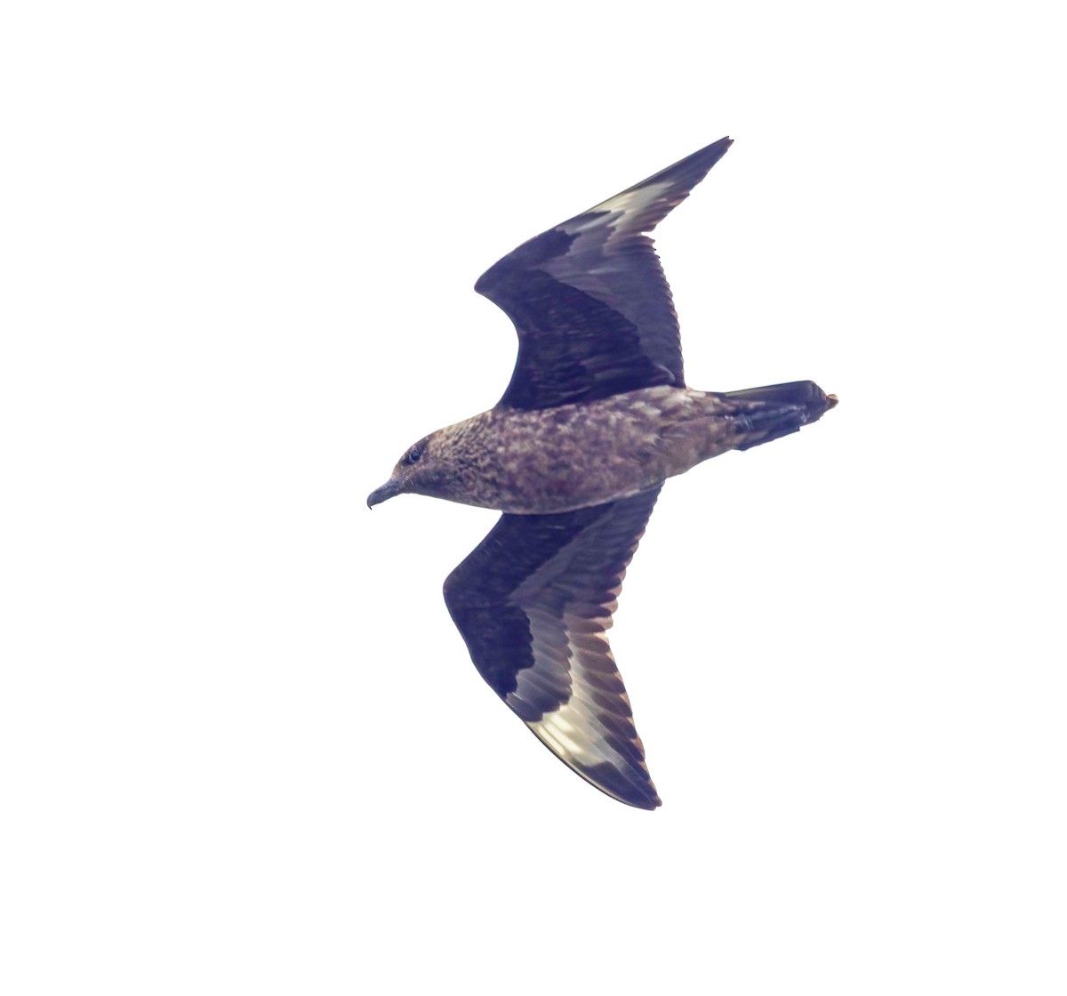 Great Skua - ML638953915