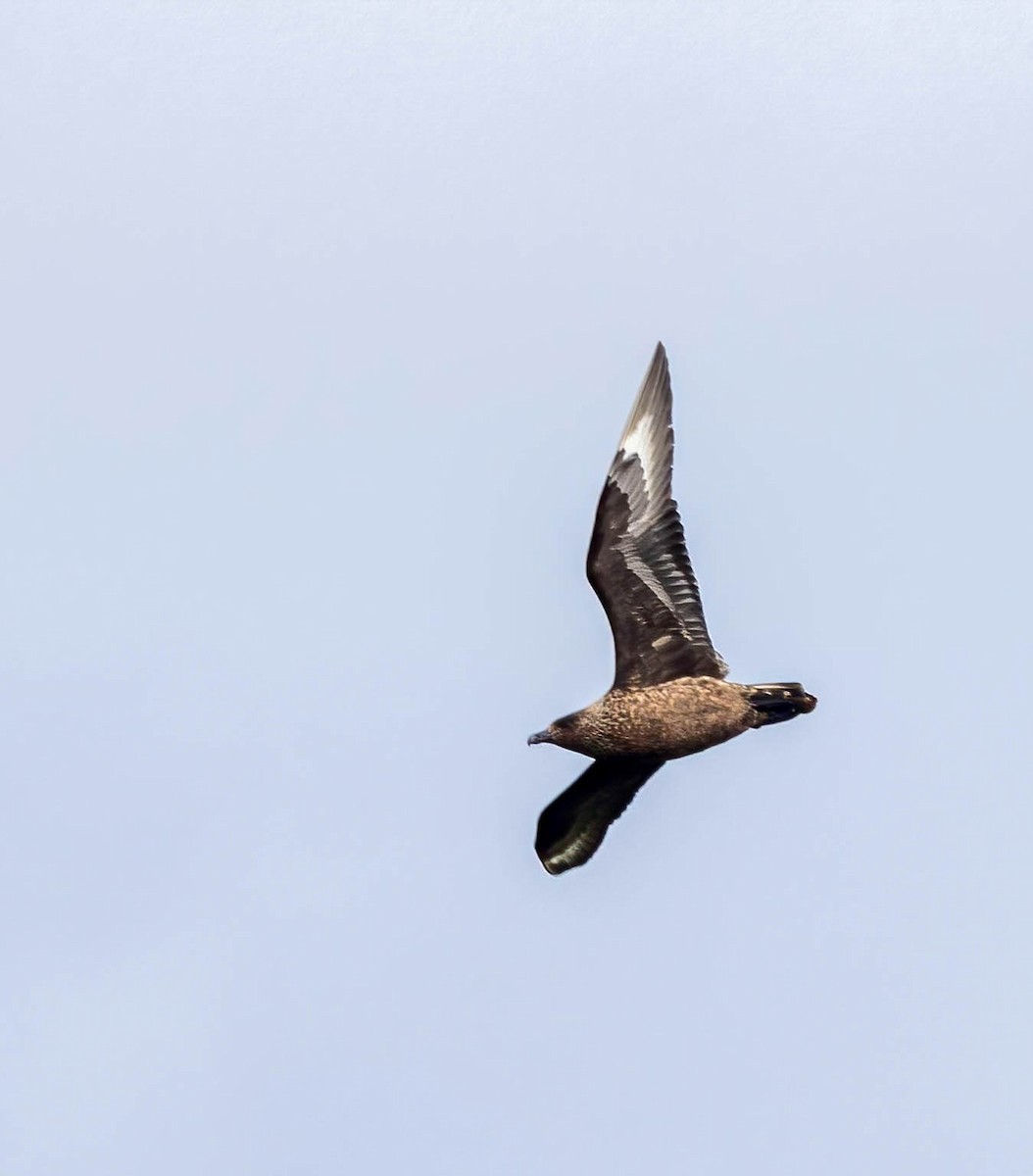Great Skua - ML638953916