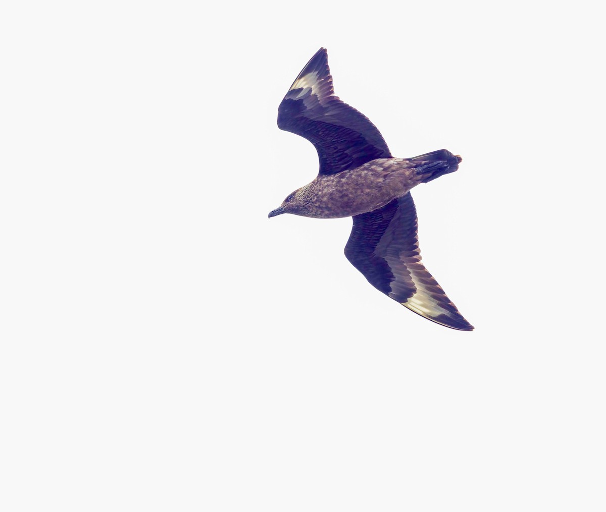Great Skua - ML638953917