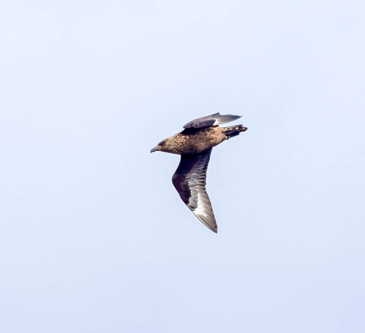 Great Skua - ML638953918