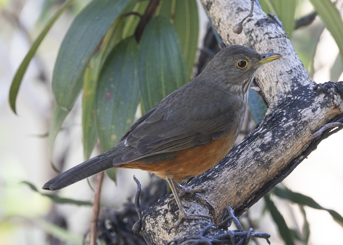 Rufous-bellied Thrush - ML638953920