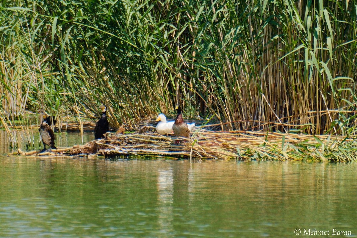 Mallard - ML638953929