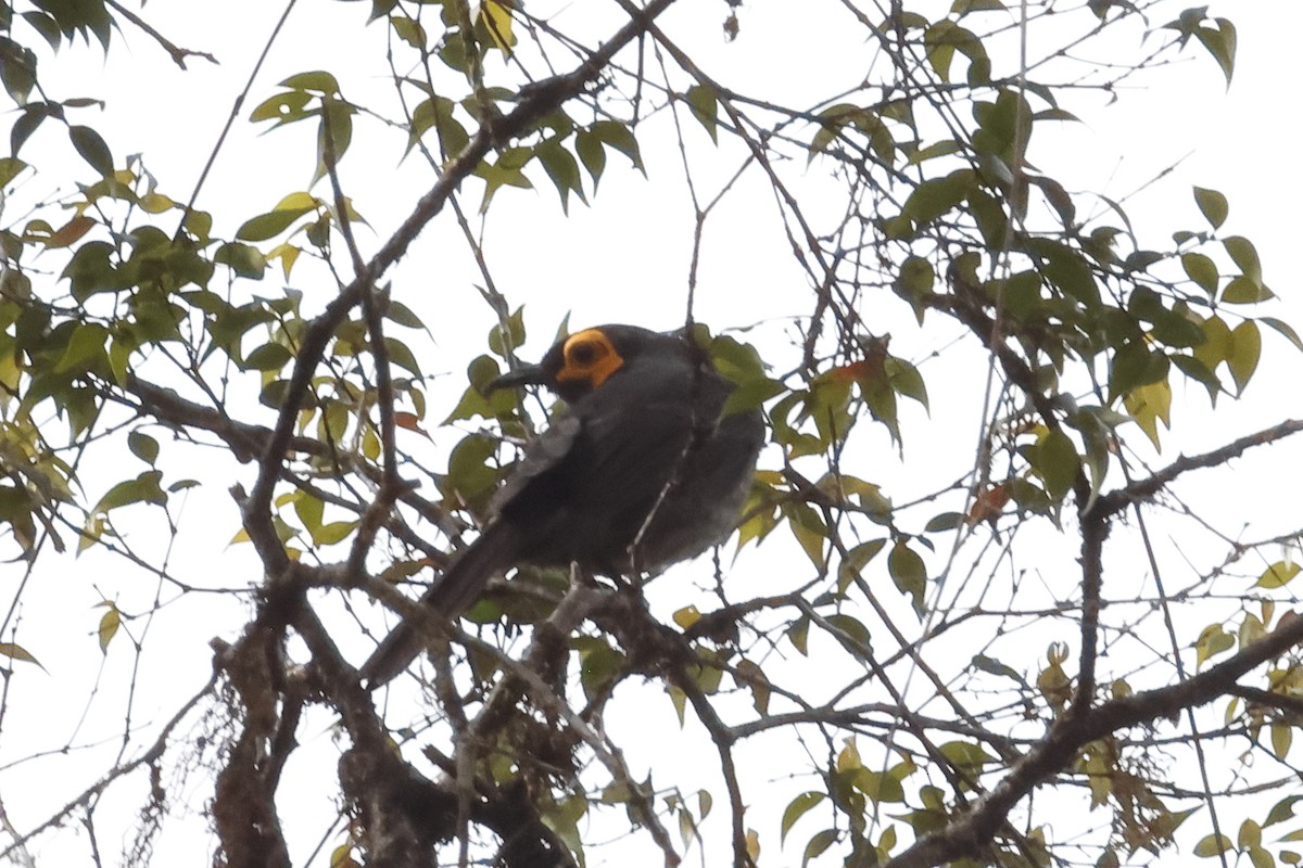 Smoky Honeyeater - ML638953932